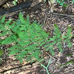 Pteris tremula at Foster, VIC - 7 Oct 2023 by StuartInchley