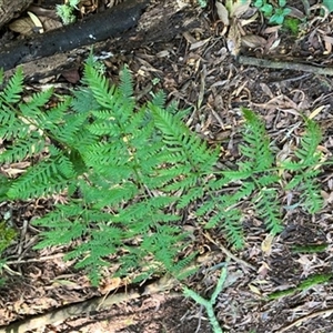 Pteris tremula at Foster, VIC - 7 Oct 2023 by StuartInchley