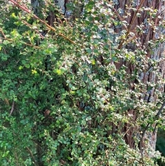 Coprosma quadrifida at Foster, VIC - 7 Oct 2023 by StuartInchley