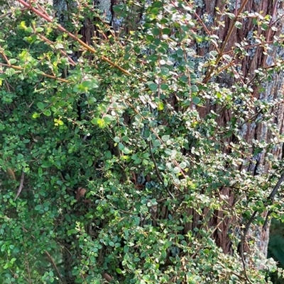 Coprosma quadrifida at Foster, VIC - 7 Oct 2023 by StuartInchley