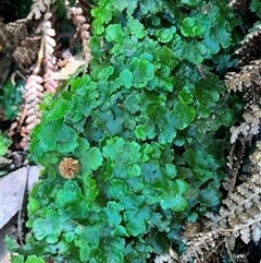 Marchantia sp. (genus) at Turtons Creek, VIC - 20 Oct 2023 by StuartInchley