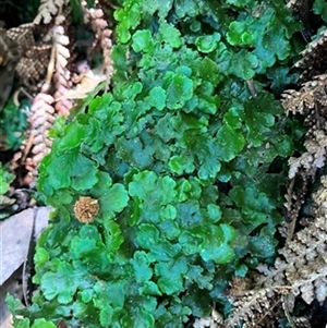Marchantia sp. (genus) at Turtons Creek, VIC - 20 Oct 2023 by StuartInchley