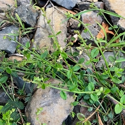 Gonocarpus humilis at Turtons Creek, VIC - 31 Oct 2023 by StuartInchley