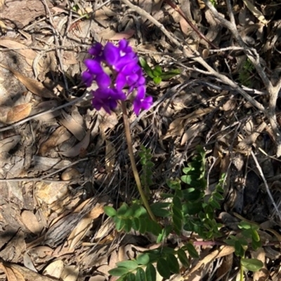 Swainsona lessertiifolia at Wilsons Promontory, VIC - 6 Nov 2023 by StuartInchley