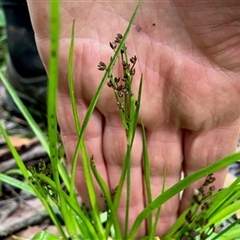 Juncus planifolius at Turtons Creek, VIC - 28 Nov 2023 by StuartInchley