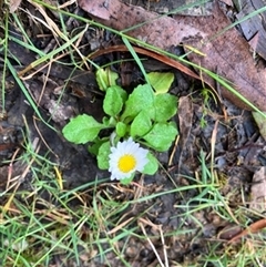 Bellis perennis at Turtons Creek, VIC - 28 Nov 2023 by StuartInchley