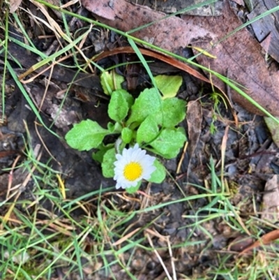 Bellis perennis at Turtons Creek, VIC - 28 Nov 2023 by StuartInchley