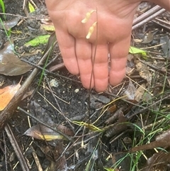 Gastrodia sesamoides at Turtons Creek, VIC - 1 Dec 2023 by StuartInchley