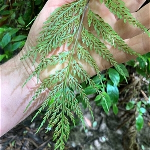 Asplenium gracillimum at Turtons Creek, VIC - 29 Dec 2023 by StuartInchley