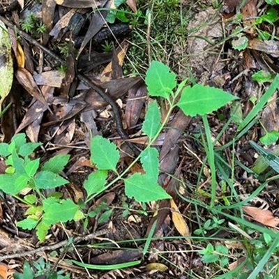 Leycesteria formosa at Turtons Creek, VIC - 28 Dec 2023 by StuartInchley