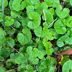 Dichondra repens (Kidney Weed) at Turtons Creek, VIC - 9 Jan 2024 by StuartInchley