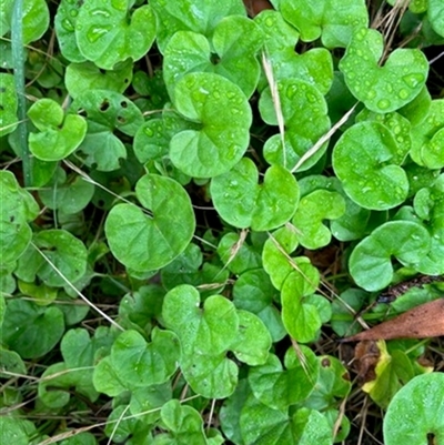 Dichondra repens (Kidney Weed) at Turtons Creek, VIC - 9 Jan 2024 by StuartInchley