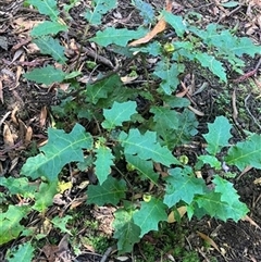 Solanum prinophyllum at Seaview, VIC - 23 Jan 2024 by StuartInchley