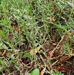 Lythrum hyssopifolia at Turtons Creek, VIC - 26 Jan 2024 by StuartInchley