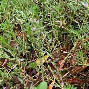 Lythrum hyssopifolia at Turtons Creek, VIC - 26 Jan 2024 by StuartInchley