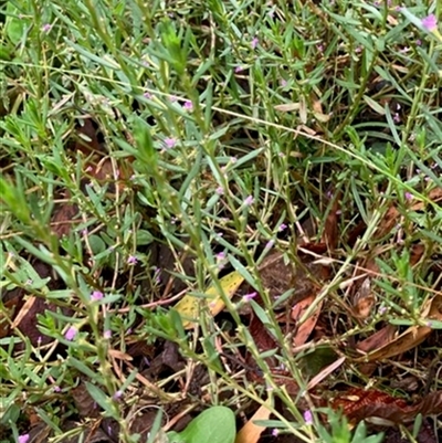 Lythrum hyssopifolia at Turtons Creek, VIC - 26 Jan 2024 by StuartInchley