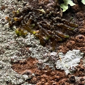 Frullania pentapleura at Turtons Creek, VIC - 6 Jun 2024 by StuartInchley