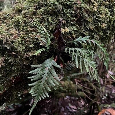 Notogrammitis heterophylla at Turtons Creek, VIC - 19 Jul 2024 by StuartInchley