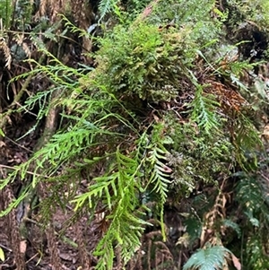 Unverified at suppressed - suppressed