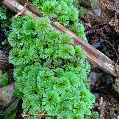 Hymenophyton flabellatum at Turtons Creek, VIC - 16 Oct 2024 by StuartInchley