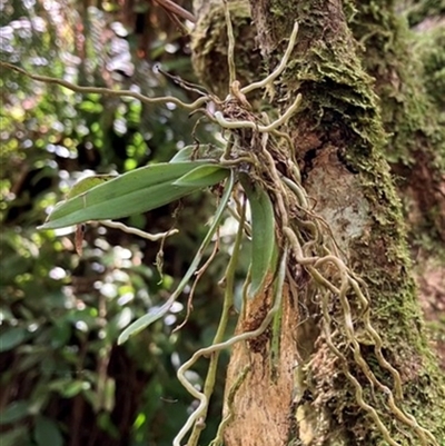 Sarcochilus australis at  - suppressed by StuartInchley