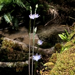Thelymitra (genus) by StuartInchley