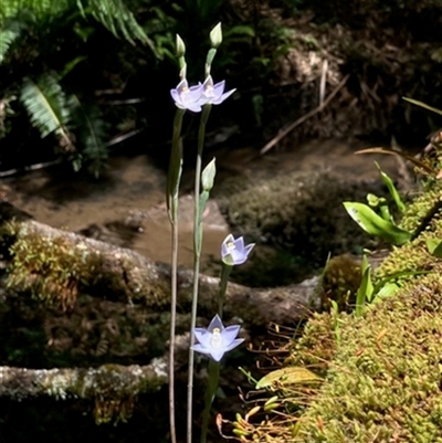 Thelymitra (genus) at  - suppressed by StuartInchley