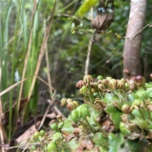 Marchantia berteroana at Turtons Creek, VIC - 31 Dec 2024 by StuartInchley