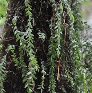 Tmesipteris obliqua by StuartInchley