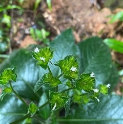Unverified Other Wildflower or Herb at Syndicate, QLD - 10 Jul 2025 by Tapirlord