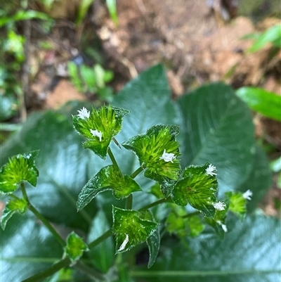 Unverified Other Wildflower or Herb at Syndicate, QLD - 10 Jul 2025 by Tapirlord