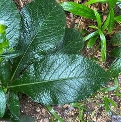 Unverified at suppressed - suppressed