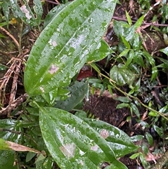 Clematis aristata at Syndicate, QLD - 10 Jul 2025 by Tapirlord