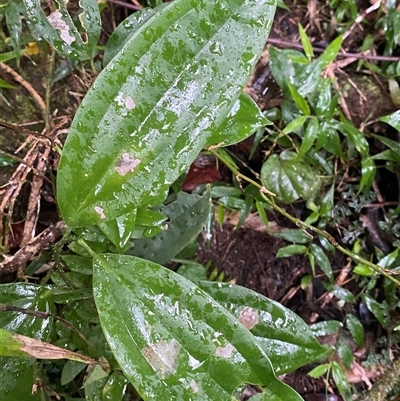 Clematis aristata at Syndicate, QLD - 10 Jul 2025 by Tapirlord