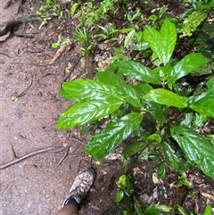 Lasianthus chlorocarpus at Syndicate, QLD - 10 Jul 2025 by Tapirlord