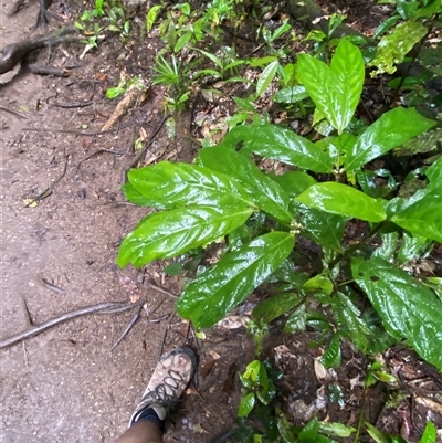 Lasianthus chlorocarpus at Syndicate, QLD - 10 Jul 2025 by Tapirlord