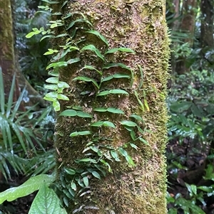 Pothos longipes (Candle Vine) at Syndicate, QLD - 10 Jul 2025 by Tapirlord