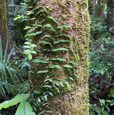 Pothos longipes (Candle Vine) at Syndicate, QLD - 10 Jul 2025 by Tapirlord