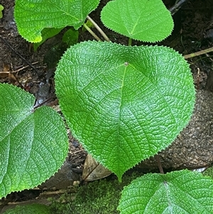 Dendrocnide moroides at Syndicate, QLD - 10 Jul 2025 03:17 PM