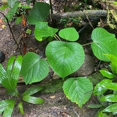 Dendrocnide moroides at Syndicate, QLD - 10 Jul 2025 03:17 PM