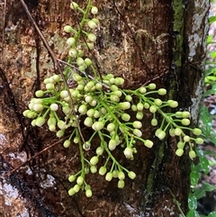 Epicharis parasitica (yellow mahogany) at Syndicate, QLD - 10 Jul 2025 by Tapirlord