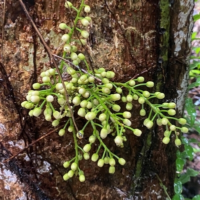 Epicharis parasitica (yellow mahogany) at Syndicate, QLD - 10 Jul 2025 by Tapirlord