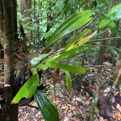 Phreatia micrantha at Syndicate, QLD - 10 Jul 2025 by Tapirlord