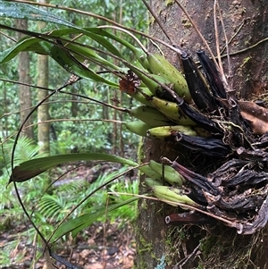 Pholidota imbricata at Syndicate, QLD - suppressed