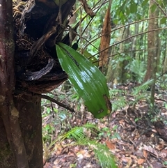 Pholidota imbricata at Syndicate, QLD - suppressed
