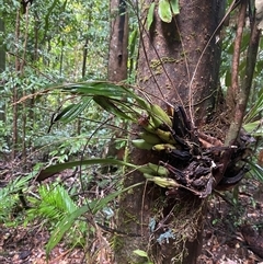 Pholidota imbricata at Syndicate, QLD - suppressed