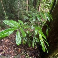 Epicharis parasitica at Syndicate, QLD - 10 Jul 2025 by Tapirlord