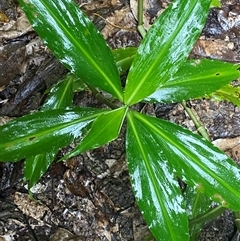 Pollia macrophylla at Syndicate, QLD - 10 Jul 2025 by Tapirlord