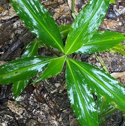Pollia macrophylla at Syndicate, QLD - 10 Jul 2025 by Tapirlord