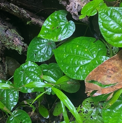 Piper caninum at Syndicate, QLD - 10 Jul 2025 by Tapirlord